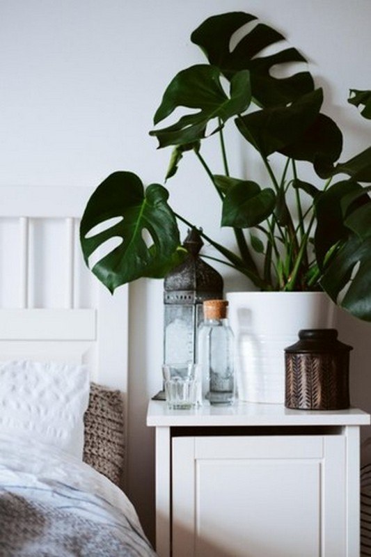 monstera