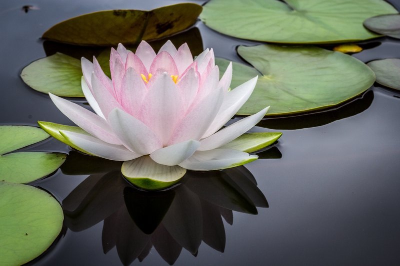 zen