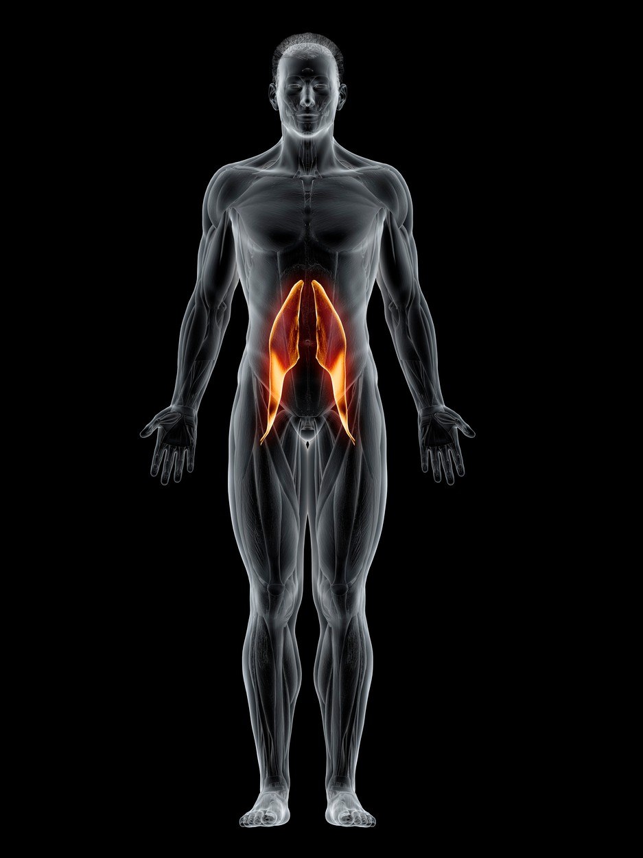 psoas major, mišić
