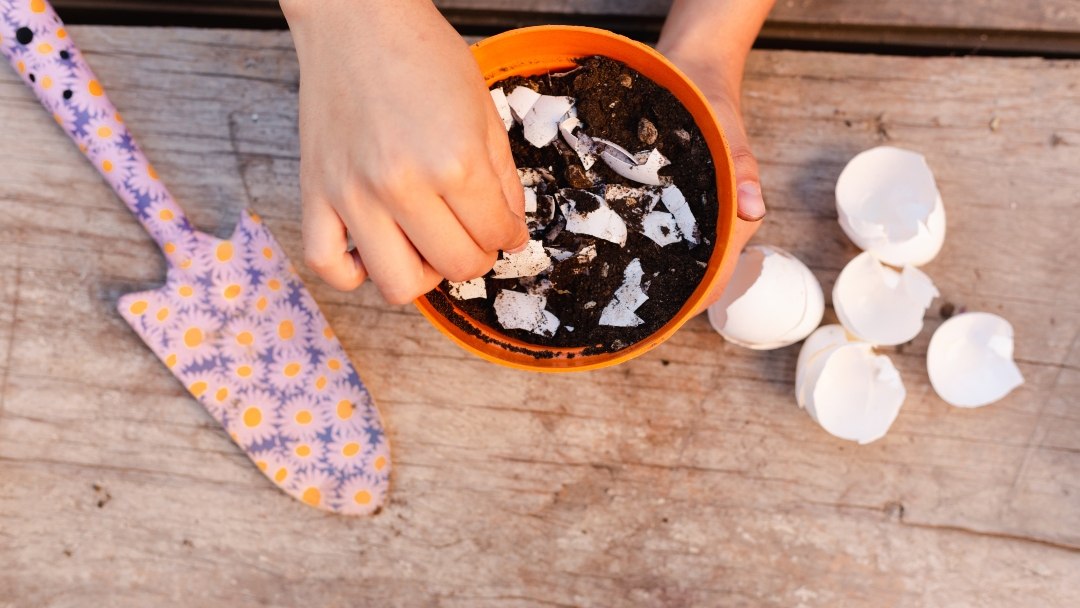 Kako iskoristiti ljuske od jaja u vrtu