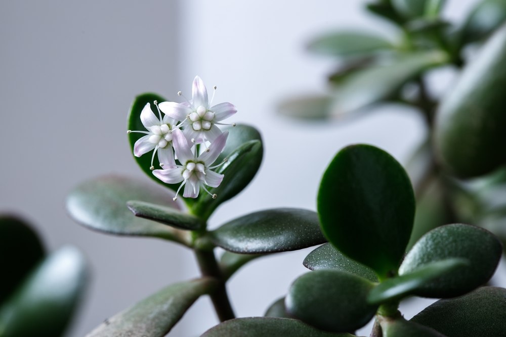 Savjeti za bolji rast drveta novca ili krasule