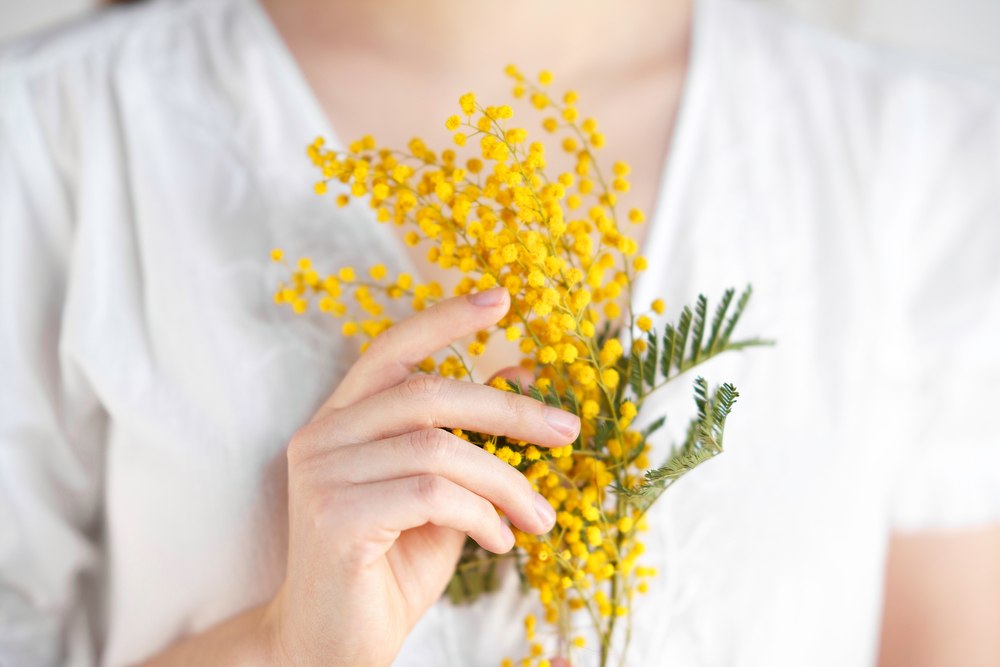 mimoze