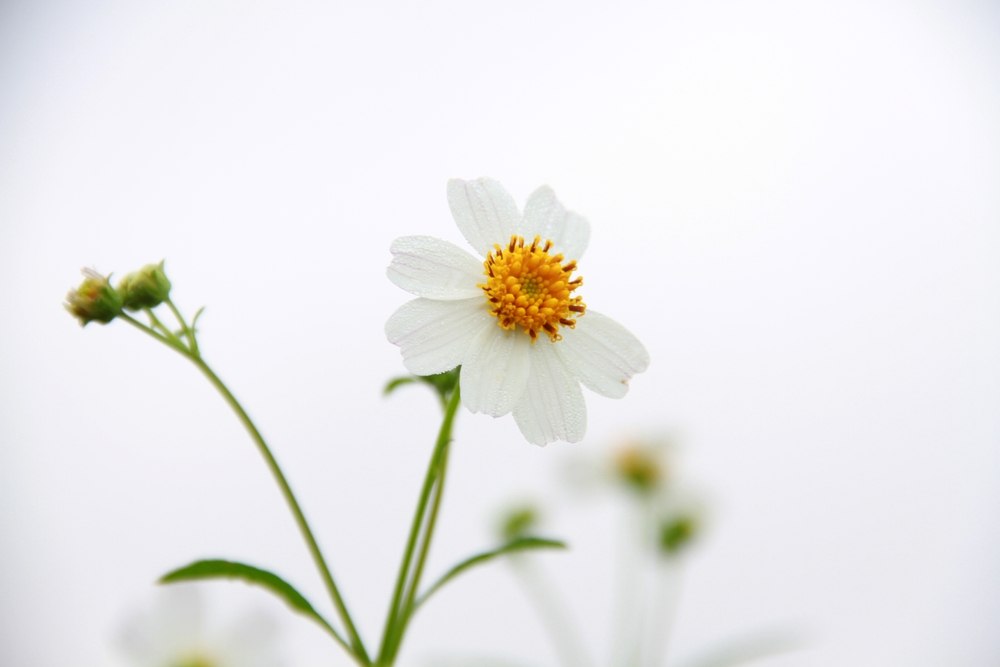 Bidens pilosa