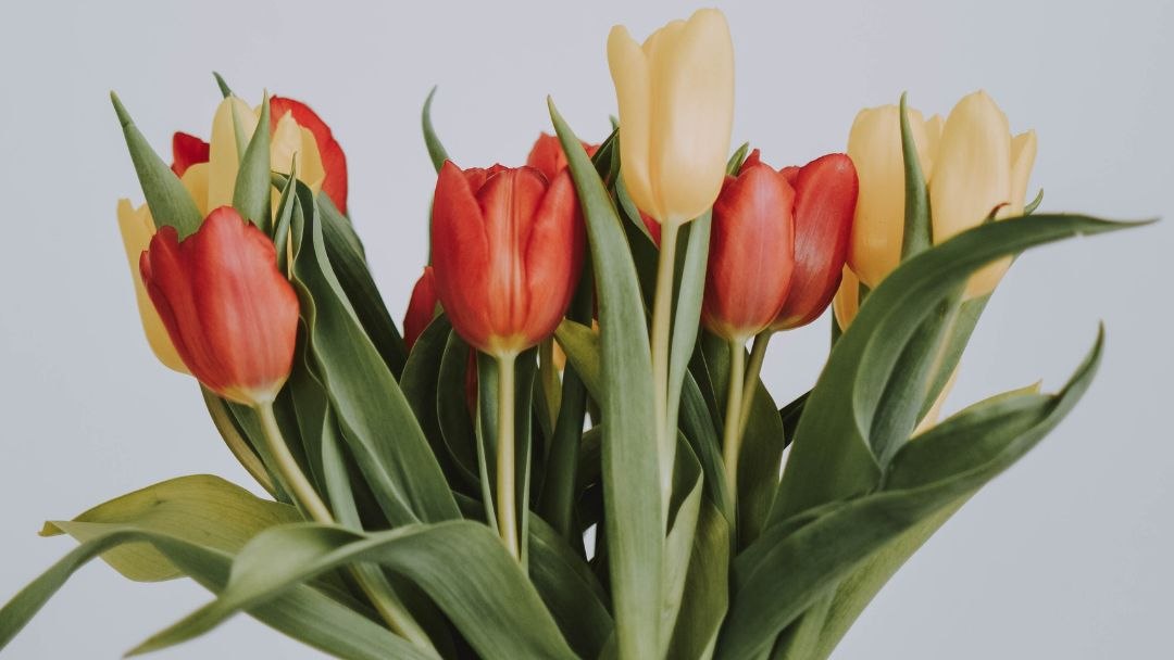 tulipani