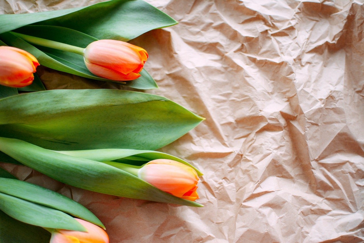 tulipani