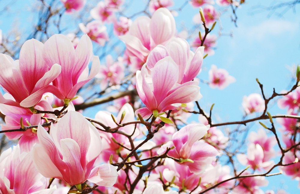 magnolija
