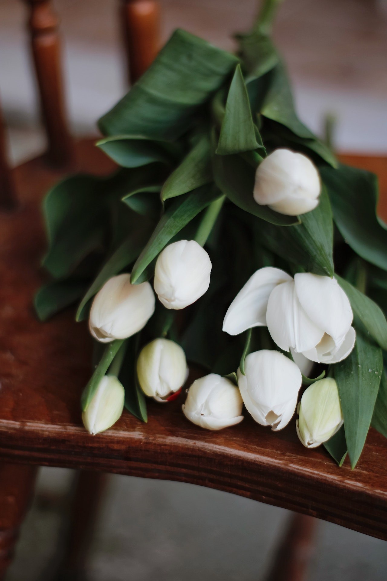 tulipani