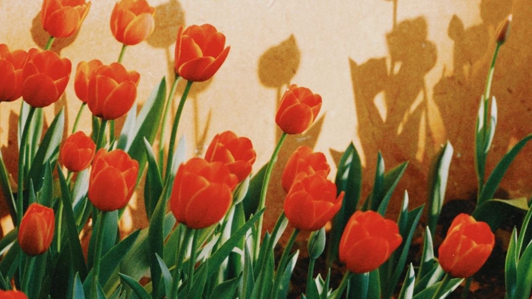 tulipani
