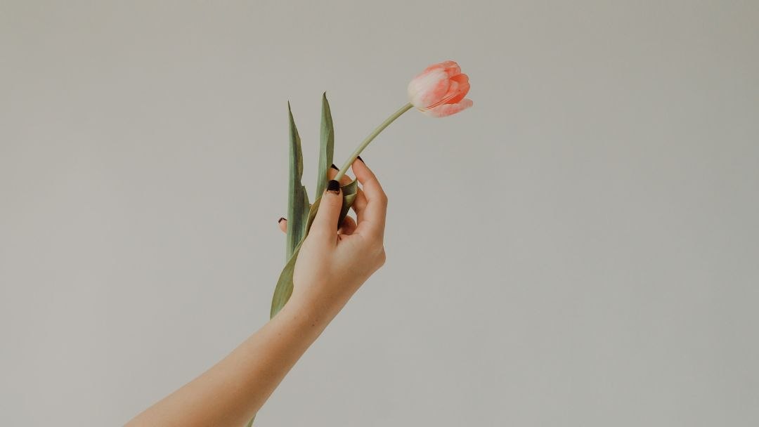 tulipan