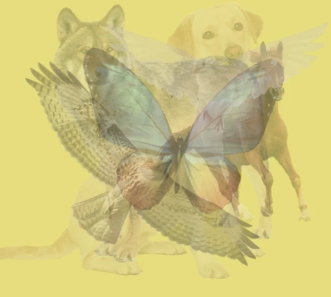 test osobnosti