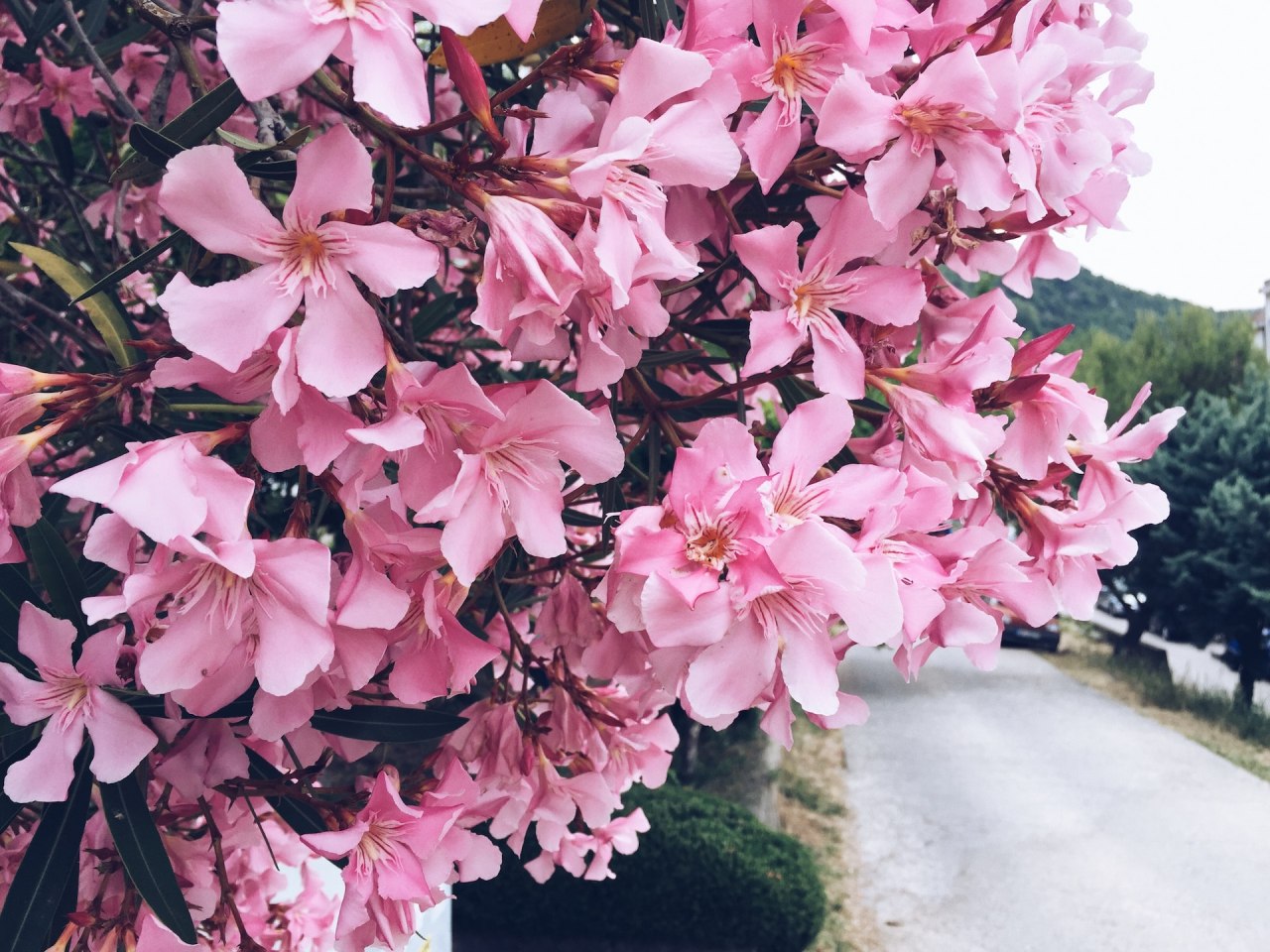 oleander