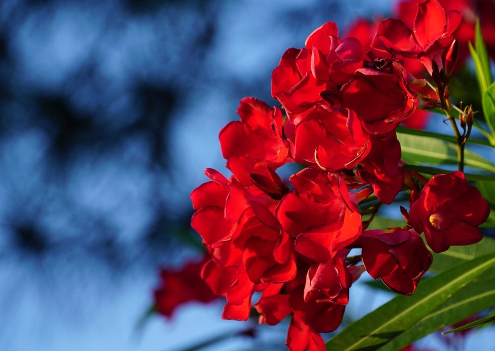 oleander