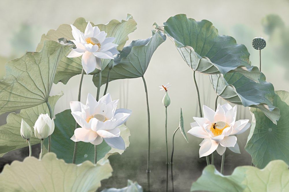 Lotus