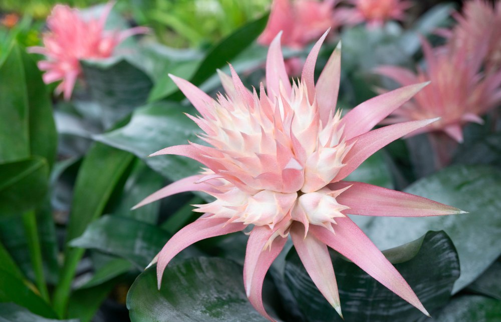 bromelijalavhoroskop.jpg