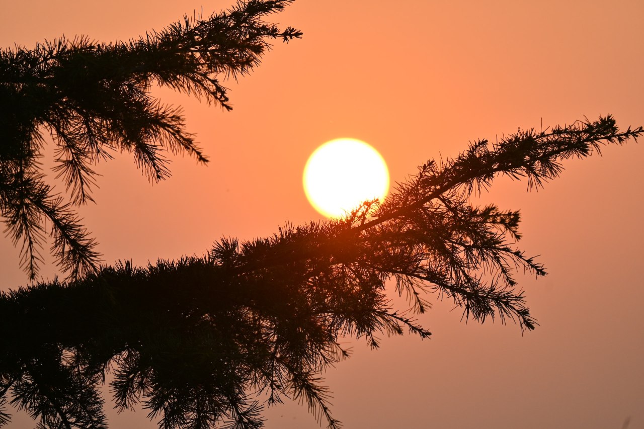 sunce