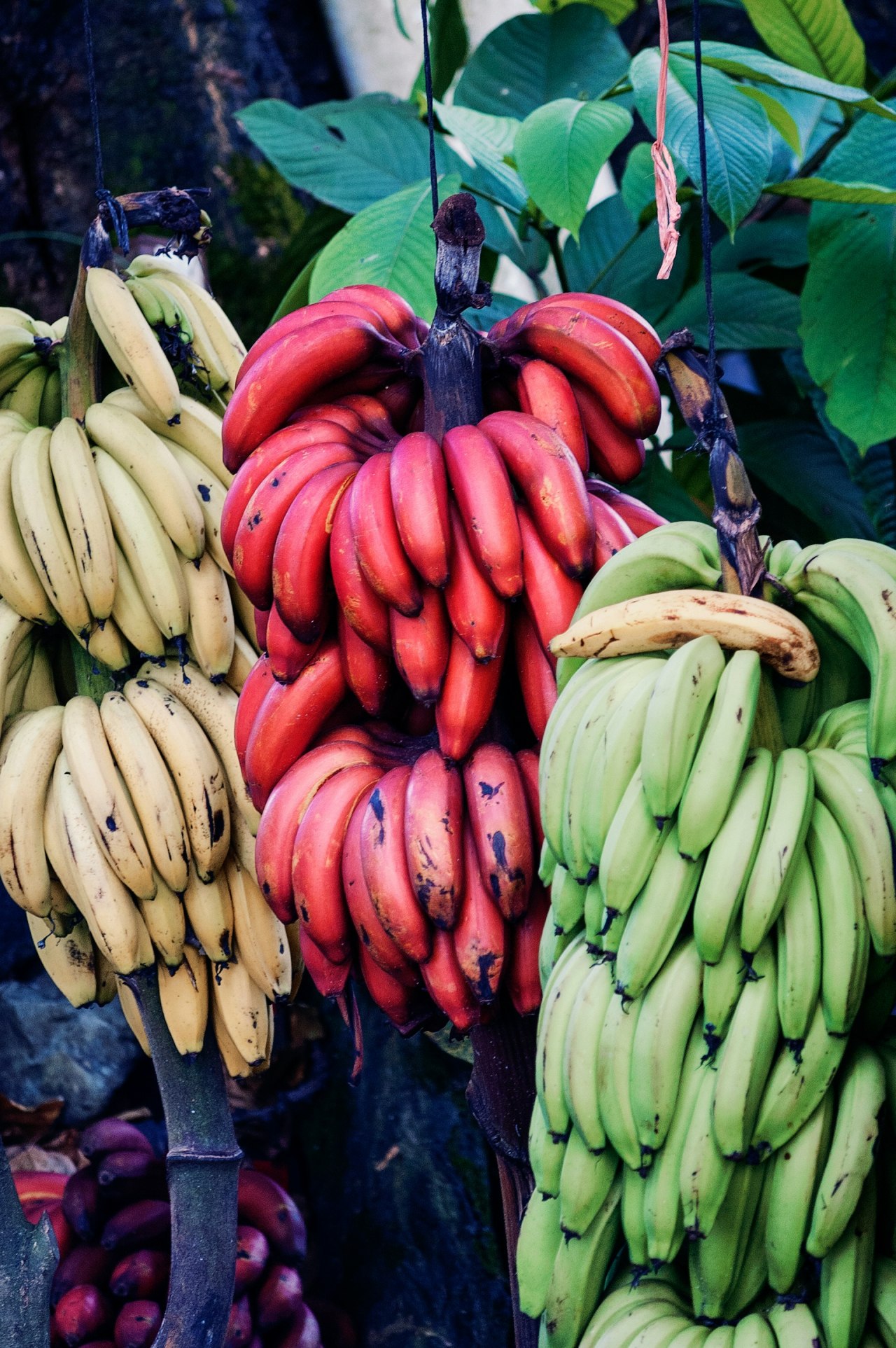 banana
