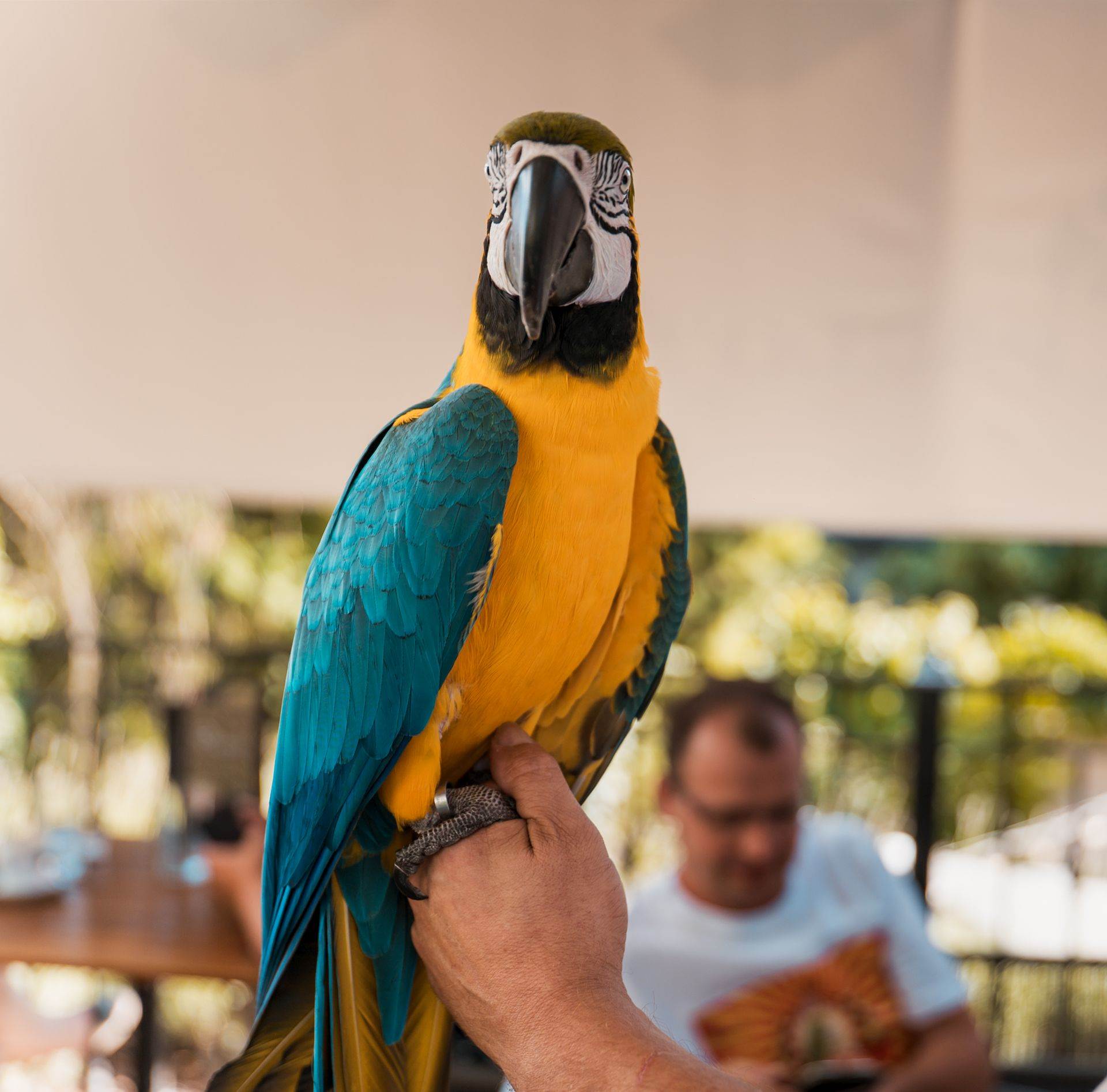 Cubismo i egzotične papige na rođendanu zagrebačkog restorana Botanist koji će se dugo prepričavati