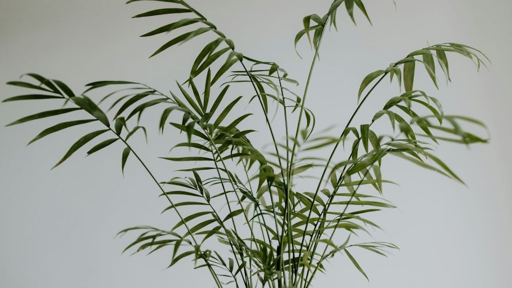 Chamaedorea elegans