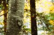 šuma srce drvo
