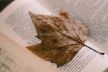 jesen, knjiga, list