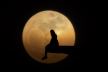 Horoskop Pun Mjesec u Lavu 16 veljače