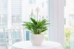 Spathiphyllum