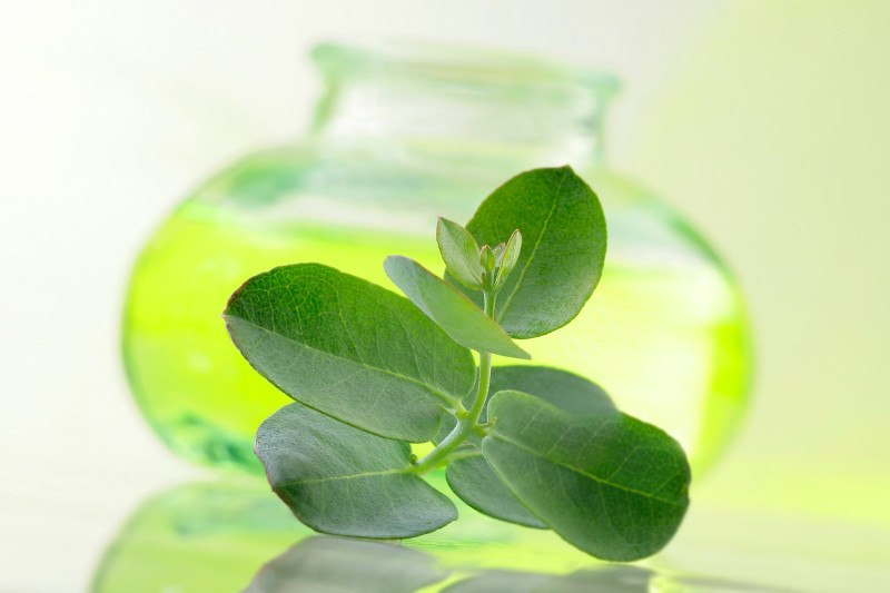 eterično ulje eukaliptusa