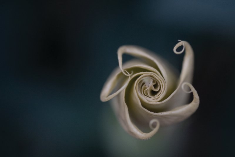 ruža, cvijeće, noćna njega kože