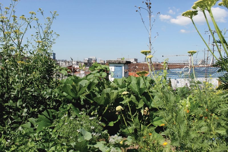 Vrt na krovu, andreja čoh 1