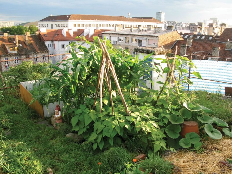 Vrt na krovu, andreja čoh 4