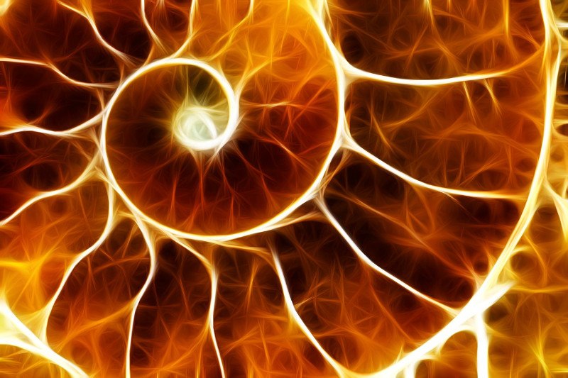 zlatni rez, školjka