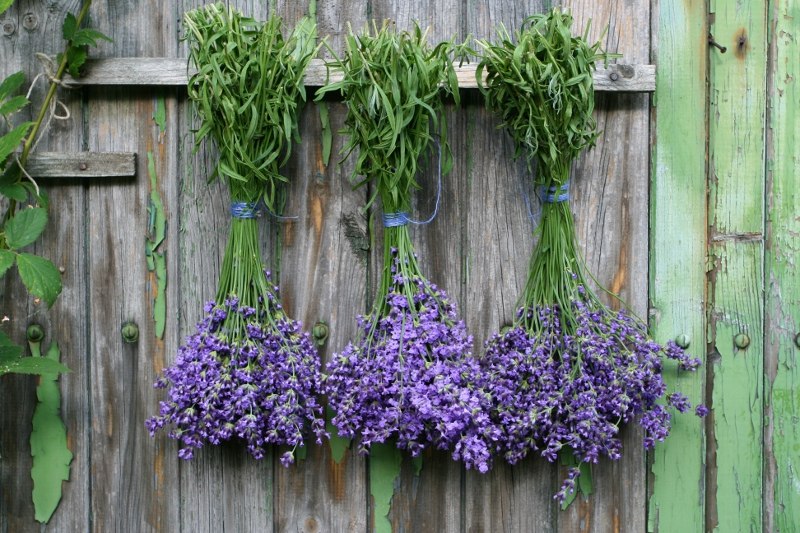 lavanda