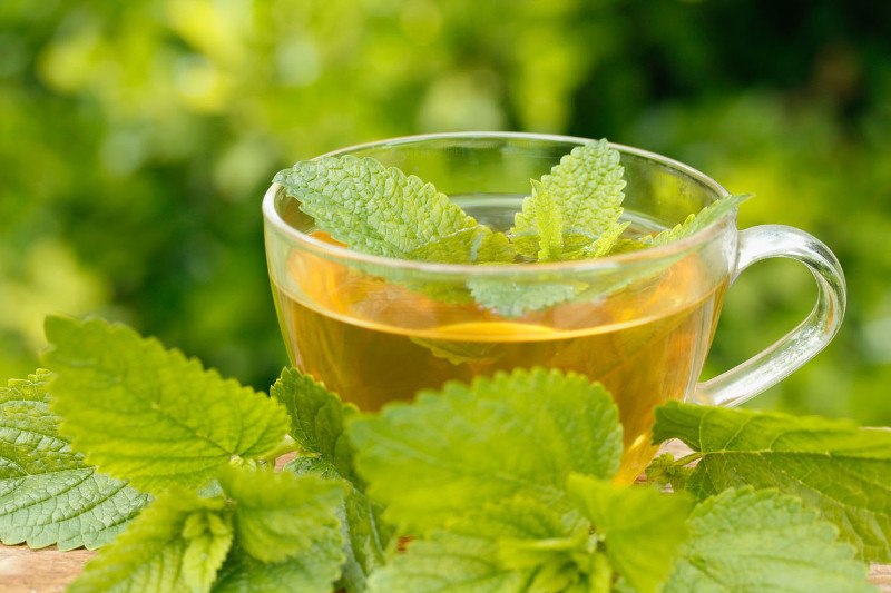 čaj od melise, matičnjaka