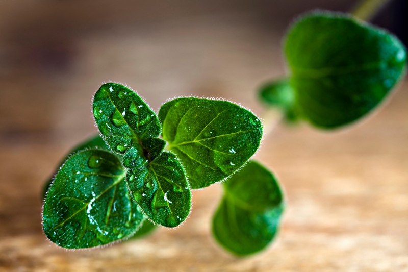 biljka aromaterapija