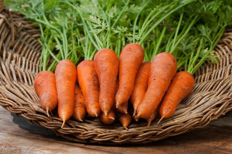mrkva povrće