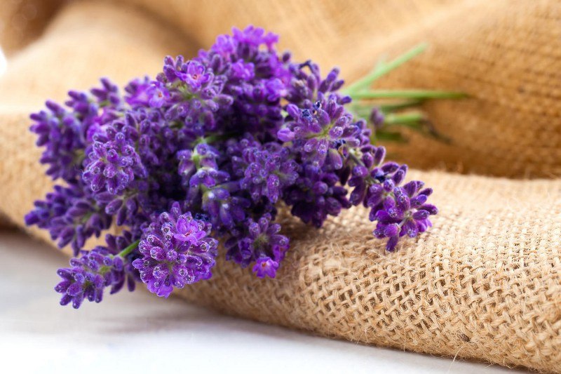 lavanda