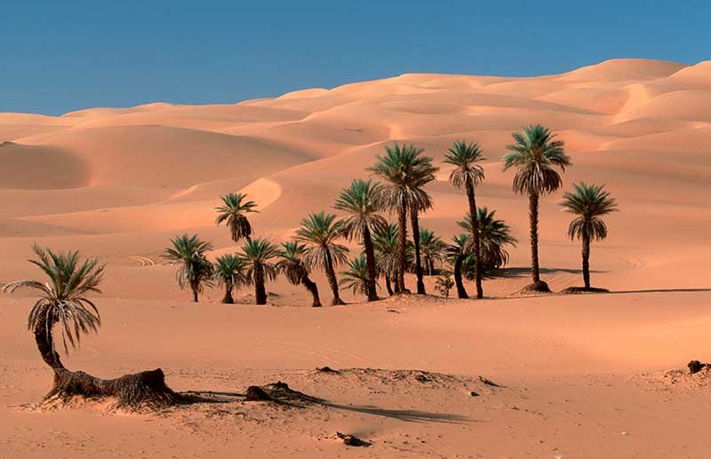 pustinja palma datulja