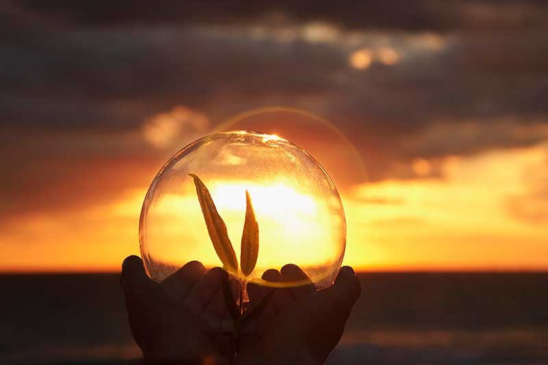 svijest mlada biljka mudrost