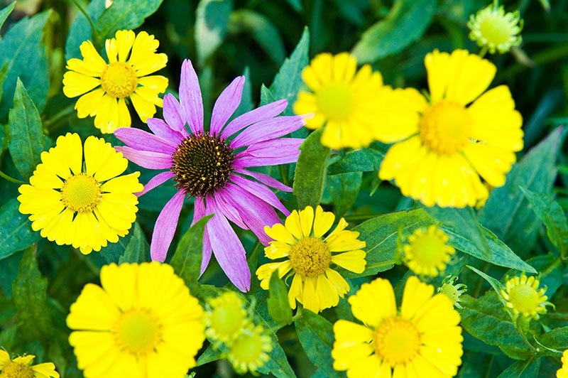 cvijeće individualnost