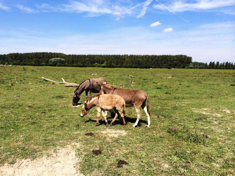 Sedmodnevni Sensa kamp u Srbiji: Život koji me voli!
