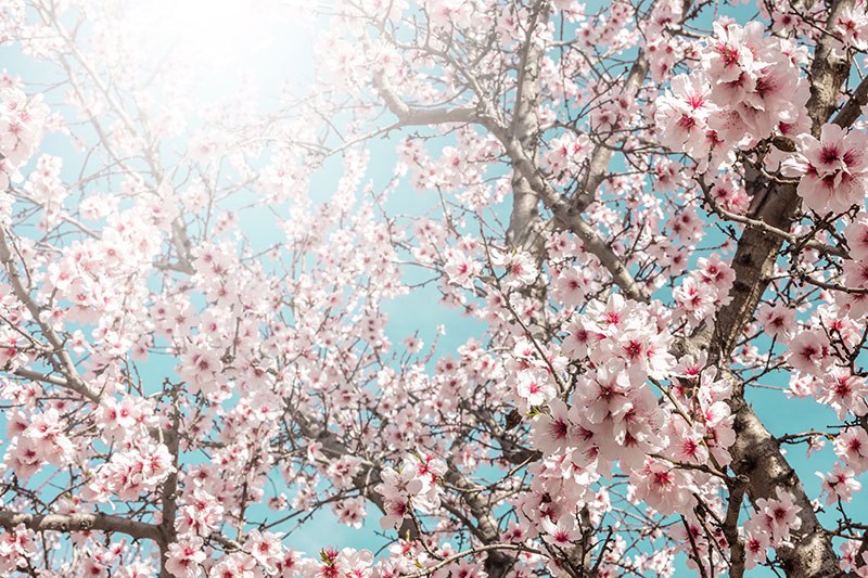 proljeće trešnja buđenje prirode