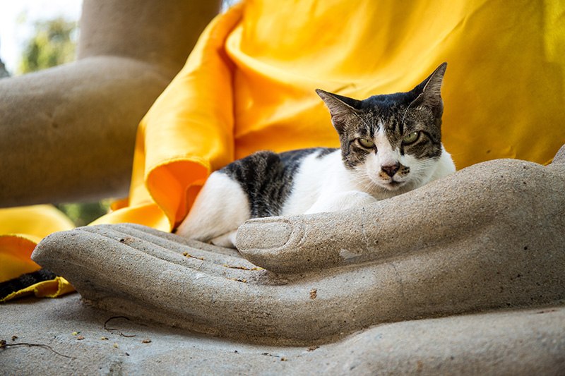 mačka meditacija Buda hram