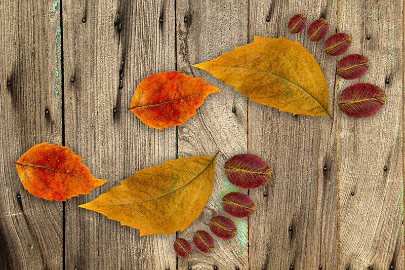 lišće otisci stopala život