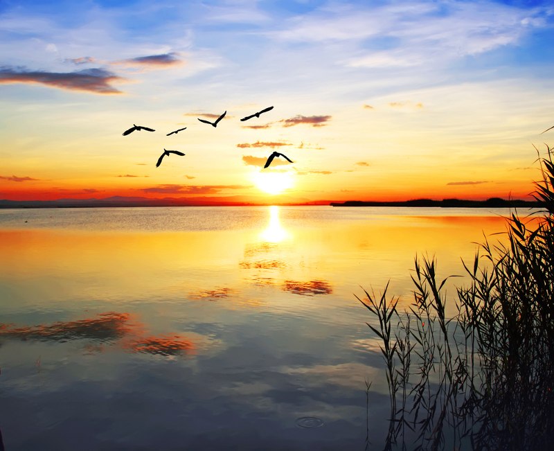 ptice anđeli priroda