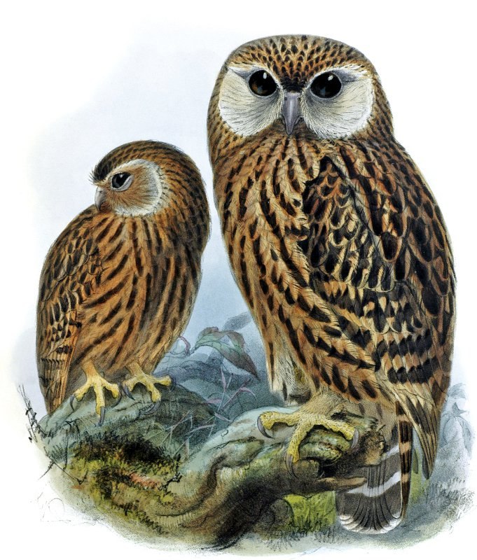 kakve nam poruke nosi sova