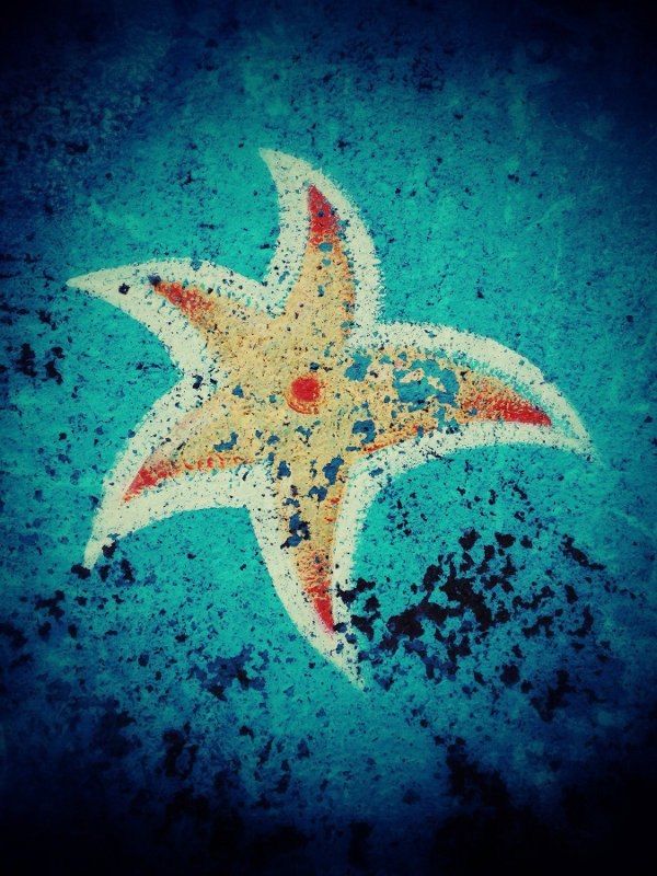 morska zvijezda