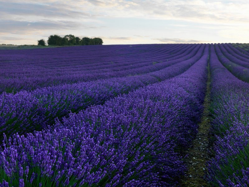lavanda