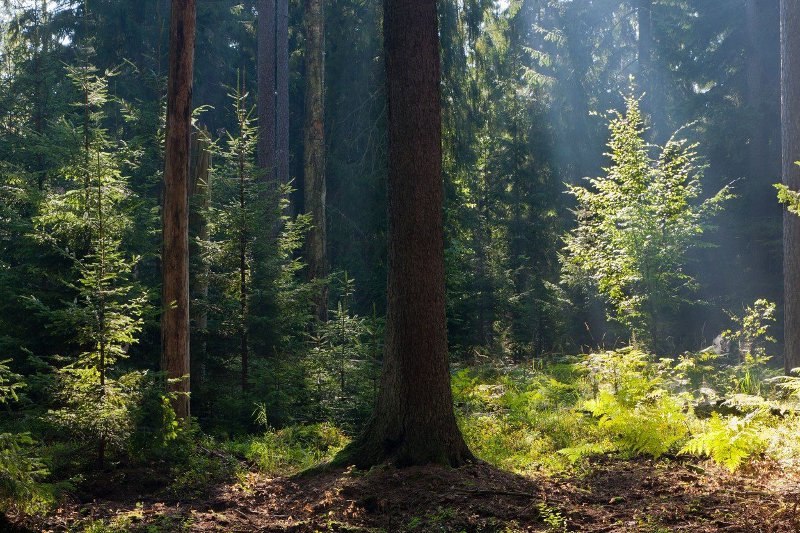 bor drvo priroda šuma