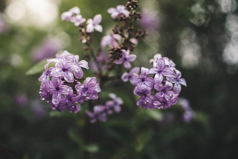 jorgovan, anđeli, proljeće