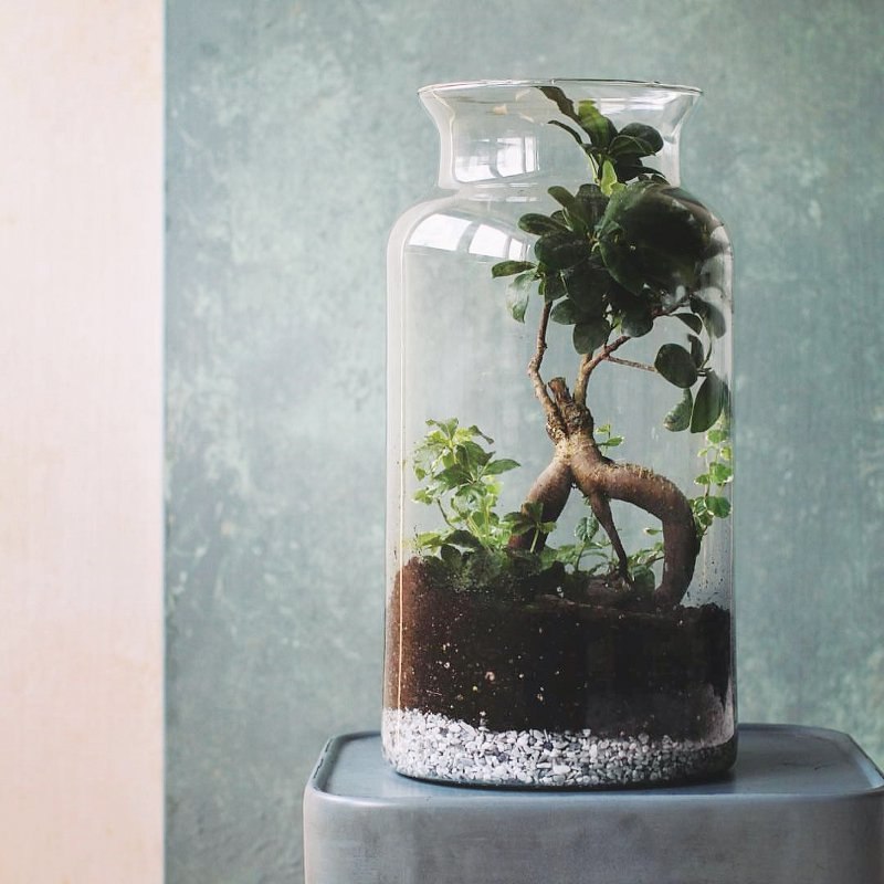 minijaturni vrt u staklenci